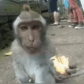 monkeys 2 by СТИКЕРЫ 👇 @ok_sticker_bot — 38
