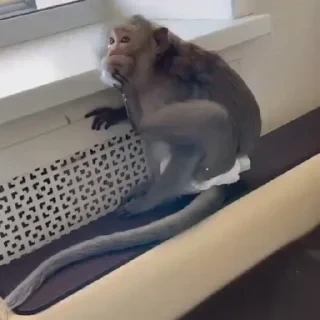 monkeys 2 by СТИКЕРЫ 👇 @ok_sticker_bot — 39