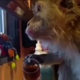 monkeys 2 by СТИКЕРЫ 👇 @ok_sticker_bot — 40