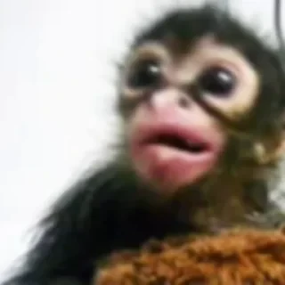 monkeys 2 by СТИКЕРЫ 👇 @ok_sticker_bot — 42