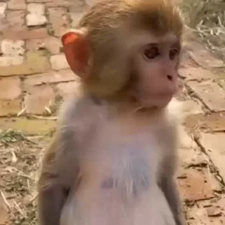monkeys 2 by СТИКЕРЫ 👇 @ok_sticker_bot — 43