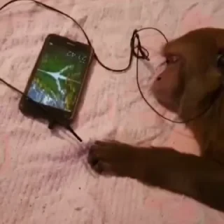 monkeys 2 by СТИКЕРЫ 👇 @ok_sticker_bot — 44
