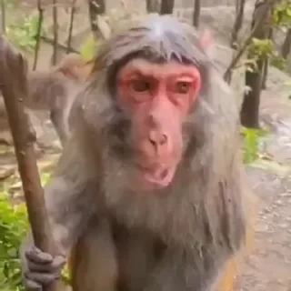 monkeys 2 by СТИКЕРЫ 👇 @ok_sticker_bot — 45