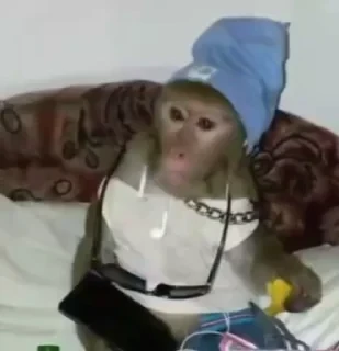 monkeys 2 by СТИКЕРЫ 👇 @ok_sticker_bot — 6