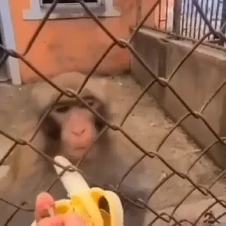 monkeys 2 by СТИКЕРЫ 👇 @ok_sticker_bot — 7