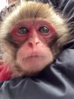 MONKEYS СТИКЕРЫ 🤜🤛 @LOWCs — 11