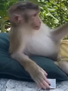 MONKEYS СТИКЕРЫ 🤜🤛 @LOWCs — 12