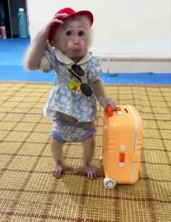 MONKEYS СТИКЕРЫ 🤜🤛 @LOWCs — 13