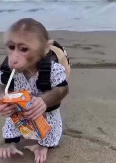 MONKEYS СТИКЕРЫ 🤜🤛 @LOWCs — 14