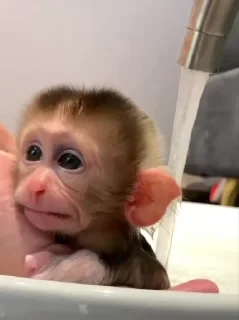 MONKEYS СТИКЕРЫ 🤜🤛 @LOWCs — 15