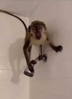MONKEYS СТИКЕРЫ 🤜🤛 @LOWCs — 18