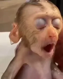 MONKEYS СТИКЕРЫ 🤜🤛 @LOWCs — 19