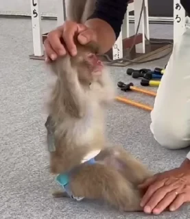 MONKEYS СТИКЕРЫ 🤜🤛 @LOWCs — 3