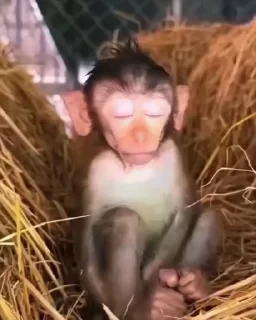 MONKEYS СТИКЕРЫ 🤜🤛 @LOWCs — 21