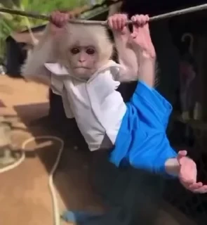 MONKEYS СТИКЕРЫ 🤜🤛 @LOWCs — 22