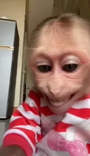 MONKEYS СТИКЕРЫ 🤜🤛 @LOWCs — 24