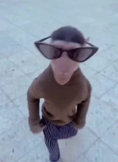 MONKEYS СТИКЕРЫ 🤜🤛 @LOWCs — 25