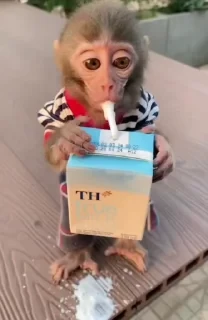 MONKEYS СТИКЕРЫ 🤜🤛 @LOWCs — 27