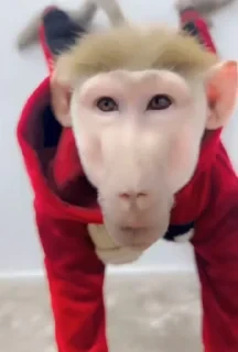 MONKEYS СТИКЕРЫ 🤜🤛 @LOWCs — 28