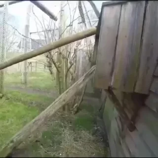 MONKEYS СТИКЕРЫ 🤜🤛 @LOWCs — 29