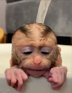 MONKEYS СТИКЕРЫ 🤜🤛 @LOWCs — 30