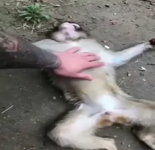 MONKEYS СТИКЕРЫ 🤜🤛 @LOWCs — 31