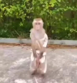 MONKEYS СТИКЕРЫ 🤜🤛 @LOWCs — 32