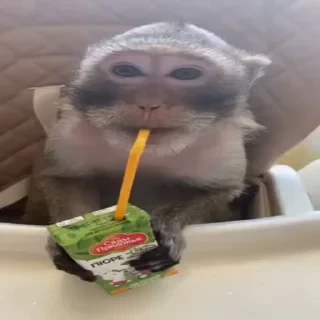 MONKEYS СТИКЕРЫ 🤜🤛 @LOWCs — 33