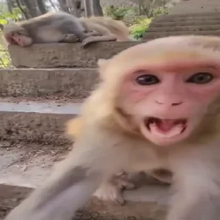 MONKEYS СТИКЕРЫ 🤜🤛 @LOWCs — 34