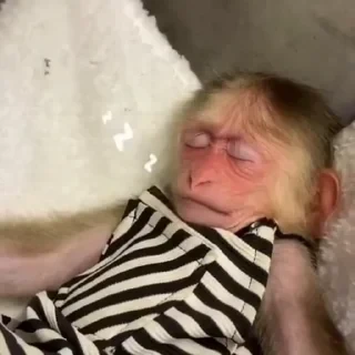 MONKEYS СТИКЕРЫ 🤜🤛 @LOWCs — 35