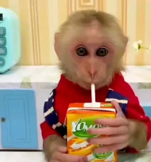 MONKEYS СТИКЕРЫ 🤜🤛 @LOWCs — 37