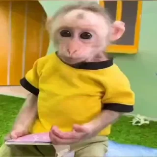 MONKEYS СТИКЕРЫ 🤜🤛 @LOWCs — 38
