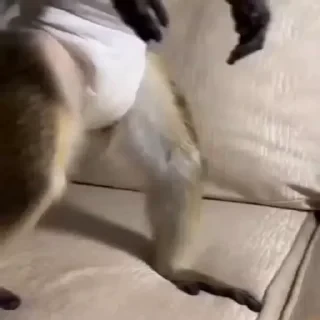 MONKEYS СТИКЕРЫ 🤜🤛 @LOWCs — 39