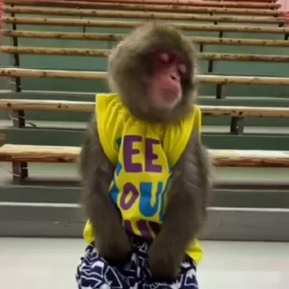 MONKEYS СТИКЕРЫ 🤜🤛 @LOWCs — 40