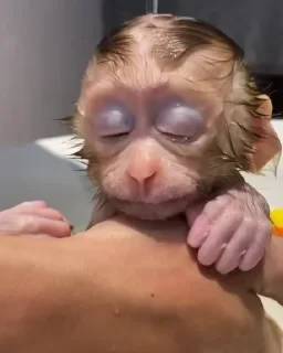 MONKEYS СТИКЕРЫ 🤜🤛 @LOWCs — 5