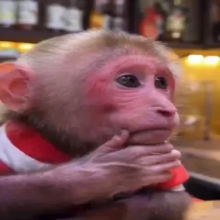 MONKEYS СТИКЕРЫ 🤜🤛 @LOWCs — 41