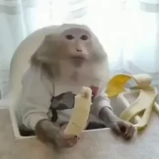 MONKEYS СТИКЕРЫ 🤜🤛 @LOWCs — 42