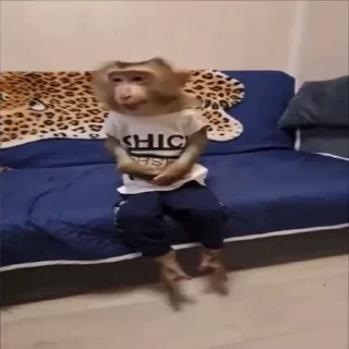 MONKEYS СТИКЕРЫ 🤜🤛 @LOWCs — 43