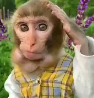 MONKEYS СТИКЕРЫ 🤜🤛 @LOWCs — 45