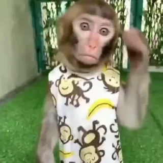 MONKEYS СТИКЕРЫ 🤜🤛 @LOWCs — 46