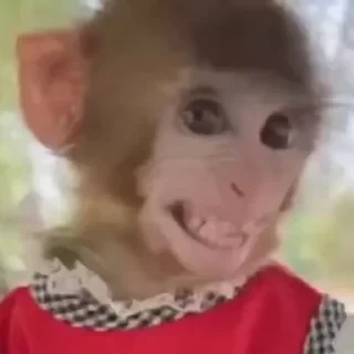MONKEYS СТИКЕРЫ 🤜🤛 @LOWCs — 47
