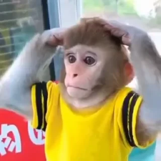 MONKEYS СТИКЕРЫ 🤜🤛 @LOWCs — 49
