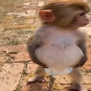MONKEYS СТИКЕРЫ 🤜🤛 @LOWCs — 50