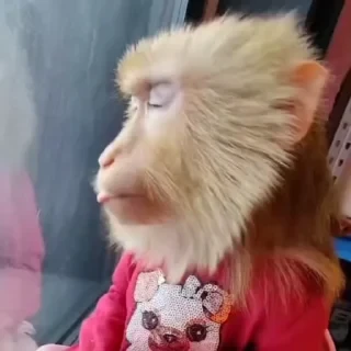 MONKEYS СТИКЕРЫ 🤜🤛 @LOWCs — 6
