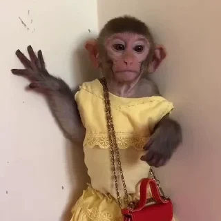MONKEYS СТИКЕРЫ 🤜🤛 @LOWCs — 52