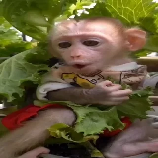 MONKEYS СТИКЕРЫ 🤜🤛 @LOWCs — 53