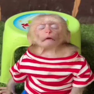 MONKEYS СТИКЕРЫ 🤜🤛 @LOWCs — 54