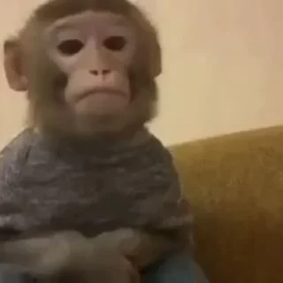 MONKEYS СТИКЕРЫ 🤜🤛 @LOWCs — 55