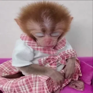 MONKEYS СТИКЕРЫ 🤜🤛 @LOWCs — 56