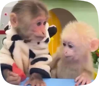 MONKEYS СТИКЕРЫ 🤜🤛 @LOWCs — 57